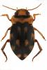 Stictotarsus duodecimpustulatus